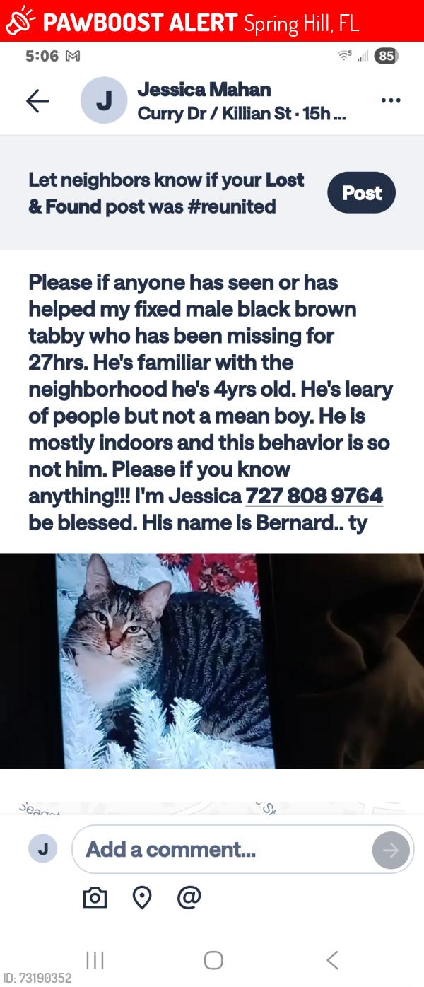 Lost Male Cat last seen Seaside, killianand Centennial, Spring Hill, FL 34609