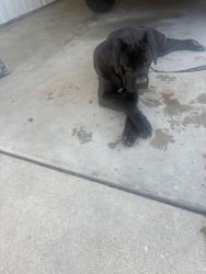 Lost Female Dog last seen Pressburg, New Orleans, LA 70126