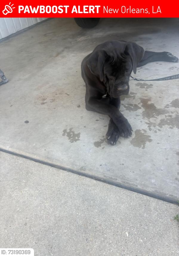 Lost Female Dog last seen Pressburg, New Orleans, LA 70126