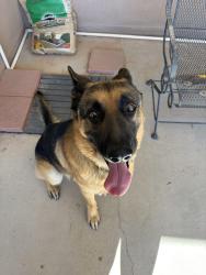 Found/Stray Male Dog last seen Northern and Rainbow, Rio Rancho, NM 87124