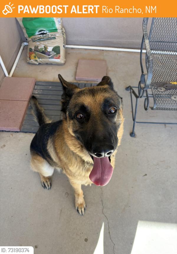 Found/Stray Male Dog last seen Northern and Rainbow, Rio Rancho, NM 87124