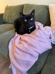 Lost Male Cat last seen Pruneyard, Campbell, CA 95008