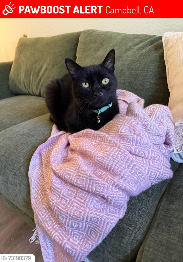 Lost Male Cat last seen Pruneyard, Campbell, CA 95008
