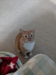 Lost Female Cat last seen Spruce Hill North entrance, Charles Town, WV 25414