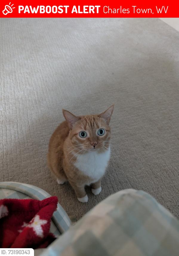 Lost Female Cat last seen Spruce Hill North entrance, Charles Town, WV 25414