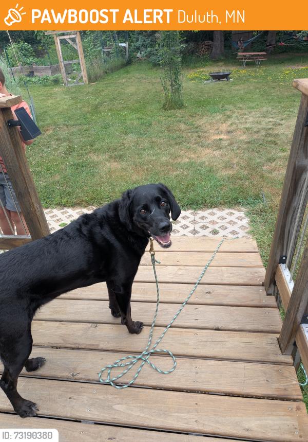 Found/Stray Female Dog last seen West owatonna street, kolstad ave, Duluth, MN 55803