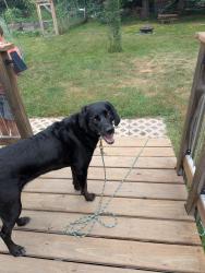 Found/Stray Female Dog last seen West owatonna street, kolstad ave, Duluth, MN 55803