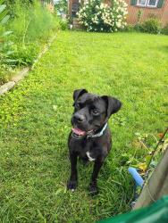 Found/Stray Male Dog last seen On the old mountain road, Pikeville, TN 37367
