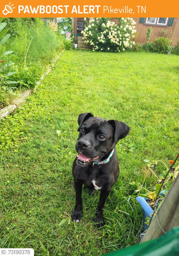 Found/Stray Male Dog last seen On the old mountain road, Pikeville, TN 37367