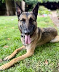 Reunited Male Dog last seen 68th and Bancroft, Oakland, CA 94605