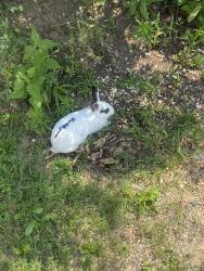 Found/Stray Unknown Rabbit last seen savage road and pine street northampton pa, Allen Township, PA 18067
