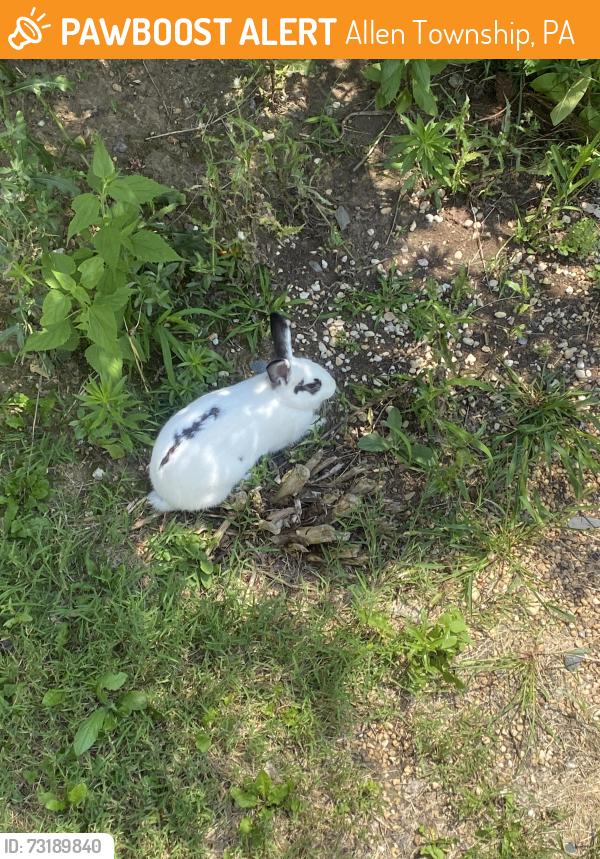 Found/Stray Unknown Rabbit last seen savage road and pine street northampton pa, Allen Township, PA 18067
