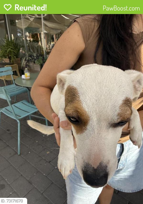 Reunited Female Dog last seen El Roblar, Meiners Oaks, Ojai, CA 93023