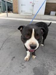 Shelter Stray Male Dog last seen Near BLK PACHECO RD BAKERSFIELD,CA, 201 S Mt Vernon Ave, Bakersfield, CA 93307, USA