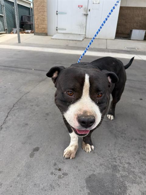 Shelter Stray Male Dog last seen Near BLK PACHECO RD BAKERSFIELD,CA, 201 S Mt Vernon Ave, Bakersfield, CA 93307, USA
