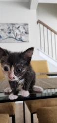Shelter Stray Female Cat last seen CHARLOTTE, 8315 Byrum Dr, Charlotte, NC 28217, USA