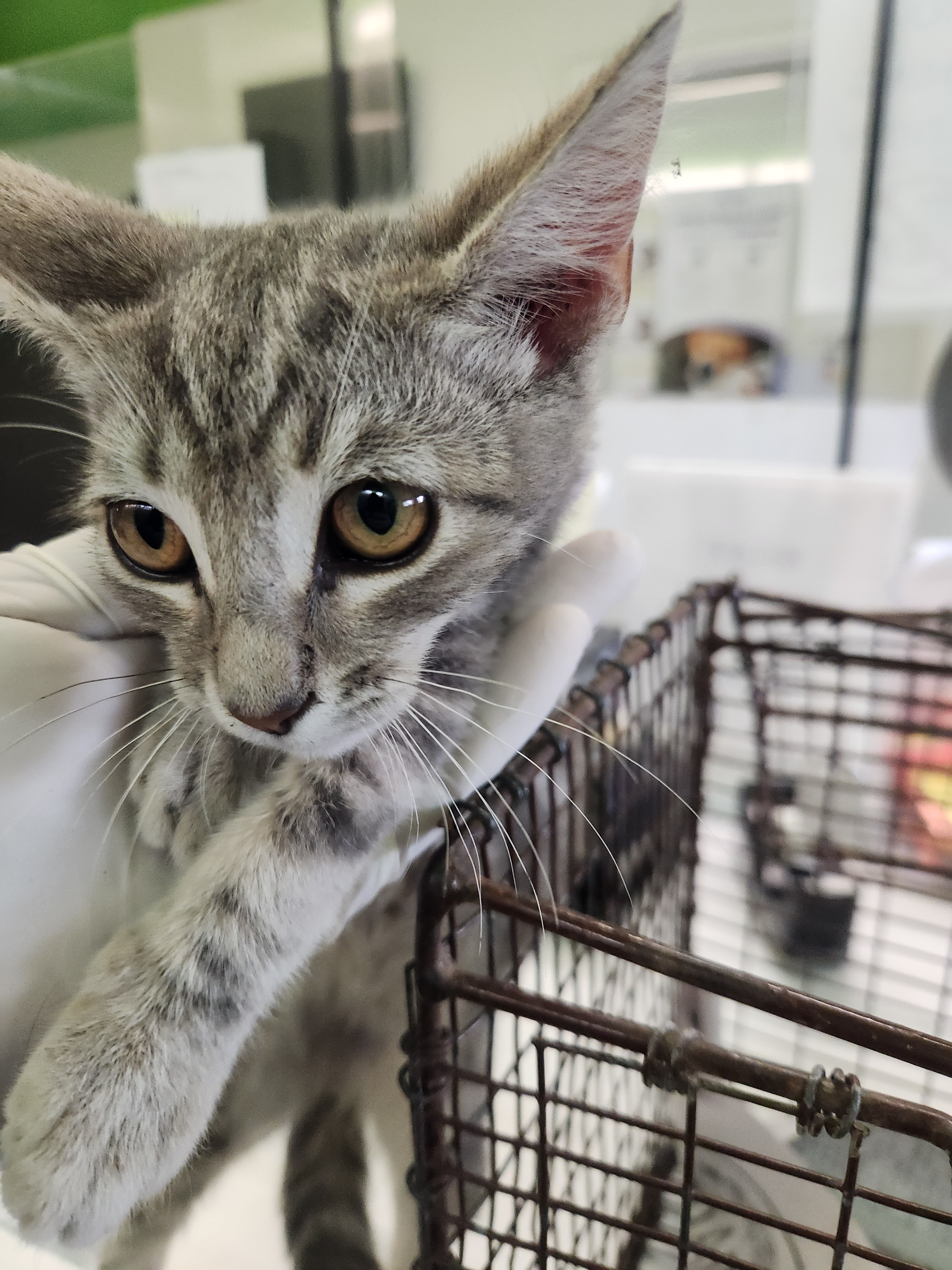 Shelter Stray Male Cat last seen , 1850 W 60th St, Los Angeles, CA 90047, USA