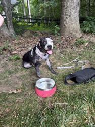 Shelter Stray Male Dog last seen CHARLOTTE, 8315 Byrum Dr, Charlotte, NC 28217, USA