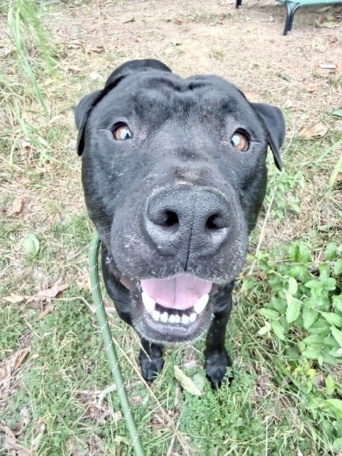 Shelter Stray Male Dog last seen CHARLOTTE, 8315 Byrum Dr, Charlotte, NC 28217, USA