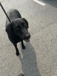 Shelter Stray Female Dog last seen Near, 2600 S Harding St, Indianapolis, IN 46221, USA