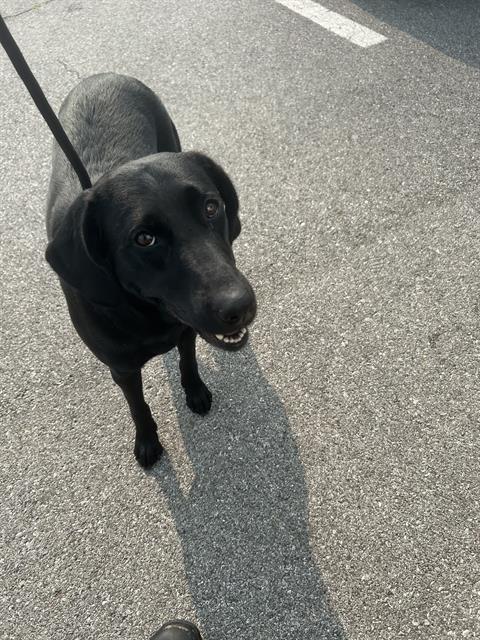 Shelter Stray Female Dog last seen Near, 2600 S Harding St, Indianapolis, IN 46221, USA