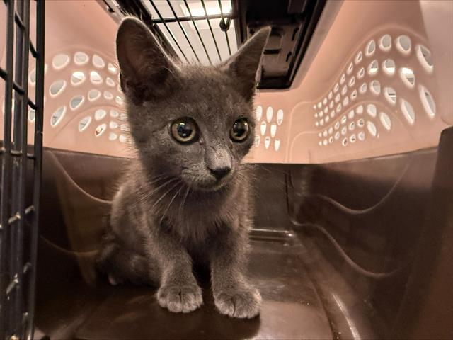 Shelter Stray Male Cat last seen CHARLOTTE, 8315 Byrum Dr, Charlotte, NC 28217, USA
