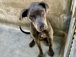 Shelter Stray Male Dog last seen , 11361 W Pico Blvd, Los Angeles, CA 90064, USA