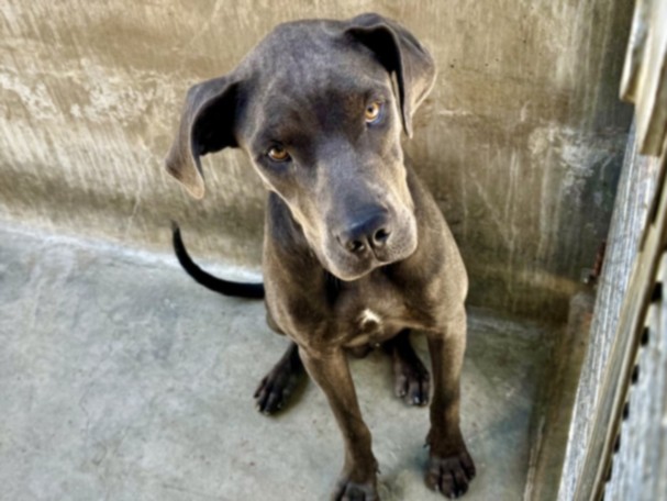 Shelter Stray Male Dog last seen , 11361 W Pico Blvd, Los Angeles, CA 90064, USA