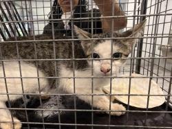 Shelter Stray Male Cat last seen CHARLOTTE, 8315 Byrum Dr, Charlotte, NC 28217, USA