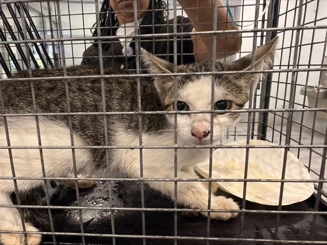 Shelter Stray Male Cat last seen CHARLOTTE, 8315 Byrum Dr, Charlotte, NC 28217, USA