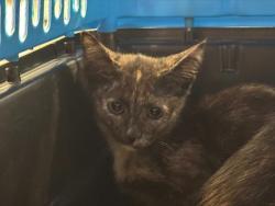 Shelter Stray Female Cat last seen CHARLOTTE, 8315 Byrum Dr, Charlotte, NC 28217, USA