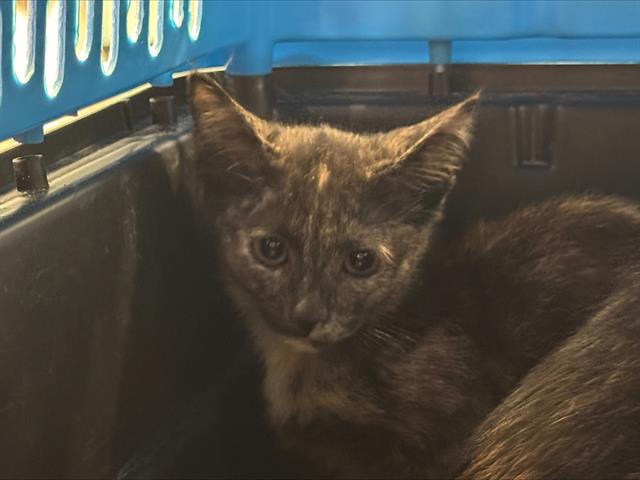Shelter Stray Female Cat last seen CHARLOTTE, 8315 Byrum Dr, Charlotte, NC 28217, USA