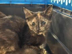 Shelter Stray Female Cat last seen CHARLOTTE, 8315 Byrum Dr, Charlotte, NC 28217, USA