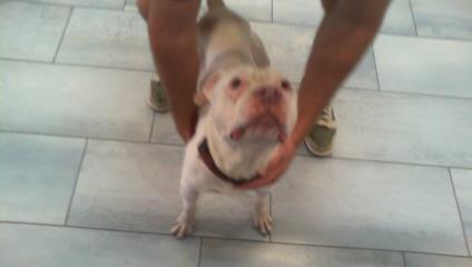 Shelter Stray Male Dog last seen CHARLOTTE, 8315 Byrum Dr, Charlotte, NC 28217, USA