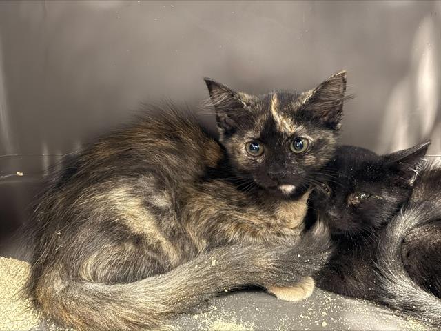 Shelter Stray Female Cat last seen CHARLOTTE, 8315 Byrum Dr, Charlotte, NC 28217, USA