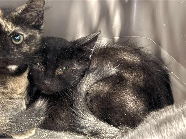 Shelter Stray Male Cat last seen CHARLOTTE, 8315 Byrum Dr, Charlotte, NC 28217, USA