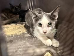 Shelter Stray Male Cat last seen CHARLOTTE, 8315 Byrum Dr, Charlotte, NC 28217, USA