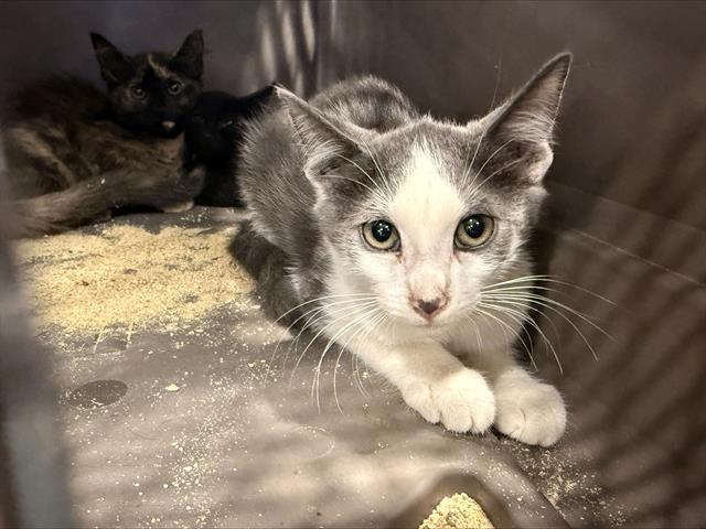 Shelter Stray Male Cat last seen CHARLOTTE, 8315 Byrum Dr, Charlotte, NC 28217, USA