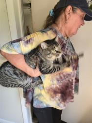 Shelter Stray Male Cat last seen QUEENSBURY, 4950 SW Triana Blvd, Huntsville, AL 35805, USA