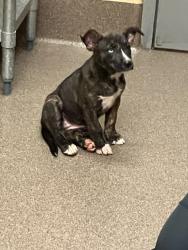 Shelter Stray Female Dog last seen Near BLOCK N ERIE AVE, WICHITA KS 67214, 3303 N Hillside St, Wichita, KS 67219, USA
