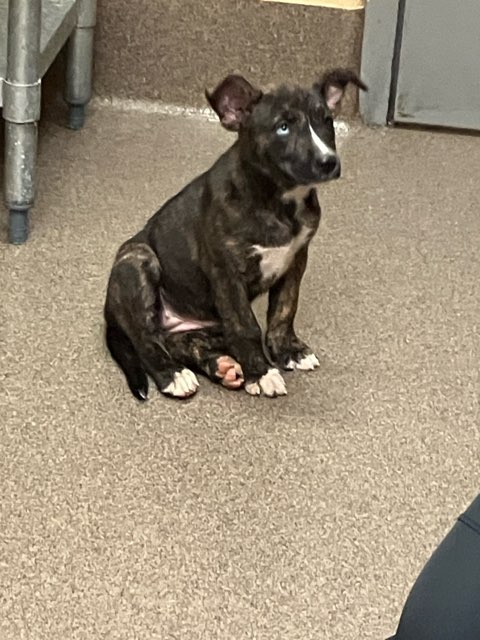 Shelter Stray Female Dog last seen Near BLOCK N ERIE AVE, WICHITA KS 67214, 3303 N Hillside St, Wichita, KS 67219, USA