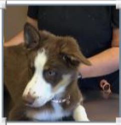 Reunited Female Dog last seen ponderosa way & powell rd, Parker, CO 80134