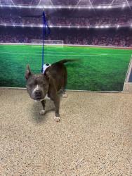 Shelter Stray Female Dog last seen Near BLOCK SW 195 AVE, 3599 NW 79th Ave, Doral, FL 33122, USA