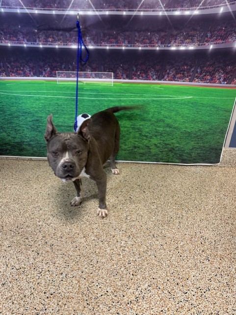 Shelter Stray Female Dog last seen Near BLOCK SW 195 AVE, 3599 NW 79th Ave, Doral, FL 33122, USA