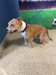 Shelter Stray Male Dog last seen Near BLOCK NW 5 AVE, 3599 NW 79th Ave, Doral, FL 33122, USA