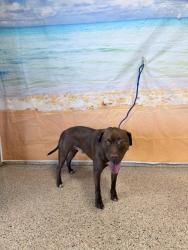 Shelter Stray Male Dog last seen Near BLOCK ST AND FLAGLER, 3599 NW 79th Ave, Doral, FL 33122, USA