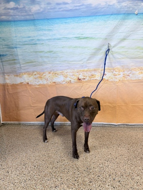 Shelter Stray Male Dog last seen Near BLOCK ST AND FLAGLER, 3599 NW 79th Ave, Doral, FL 33122, USA