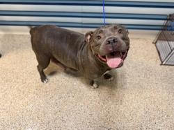 Shelter Stray Female Dog last seen Near BLOCK SW & 127, 3599 NW 79th Ave, Doral, FL 33122, USA