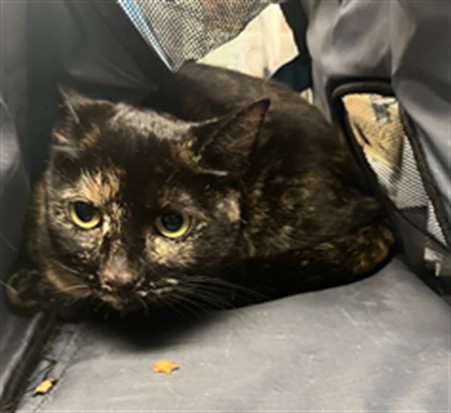Shelter Stray Female Cat last seen , 14409 Vanowen St, Van Nuys, CA 91405, USA