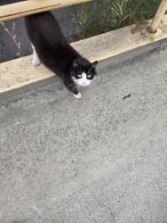 Found/Stray Unknown Cat last seen Abram ct, San Leandro, CA 94577